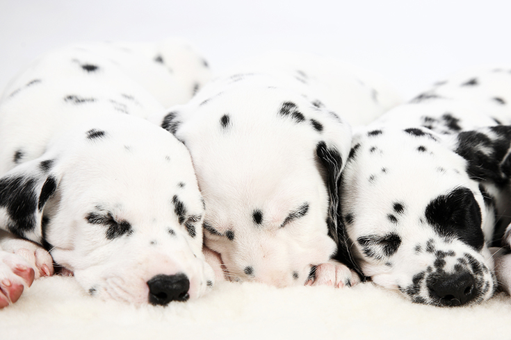 cute dalmatian puppies with spots | Innovate Building Solutions | #Puppies #CutePuppies #DalmationPuppies