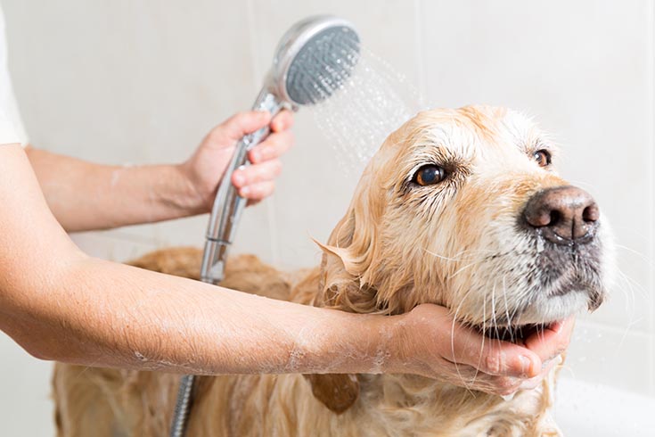 Bathing a dog Golden Retriever | Hand Held Shower Head | Shower head | Bathroom Remodeling ideas | Bathroom Design Ideas