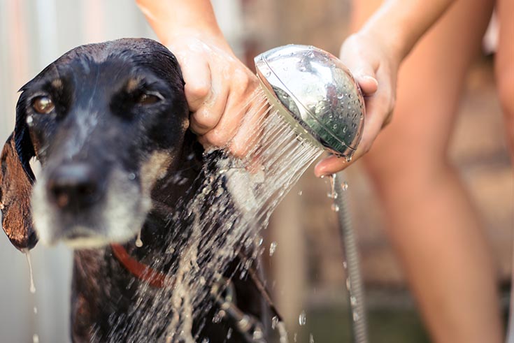 Reason 11 - good idea -cleaning a dog in a shower | Innovate Building solutions | cleaning dog | shower bathroom cleveland remodel 
