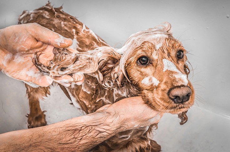 Reason 3 remodeling - washing dog easier in a shower than bathtub - Innovate Building Solutions, Solid Shower Base, Pet Friendly Showers, Bathroom Improvement Project, Cleveland Ohio Bathroom Concepts