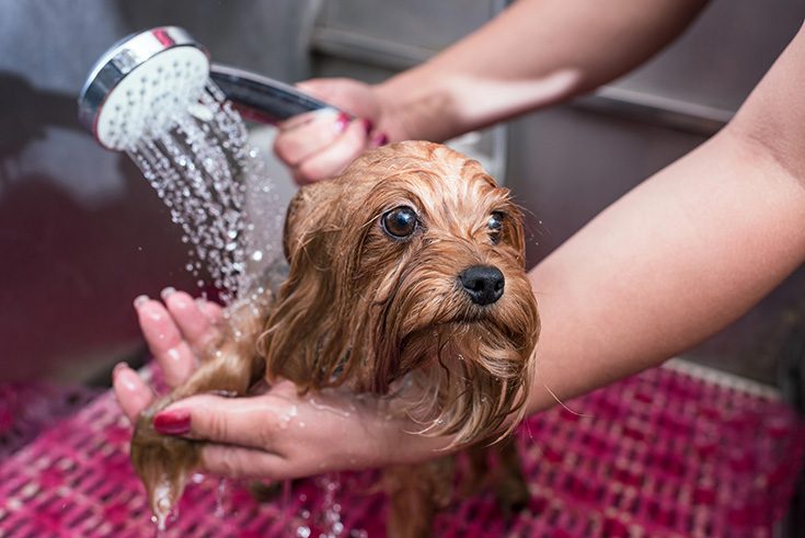 Feature 8 dog in shower clean with hand held shower - Innovate Building Solutions, Smarter Shower Products, Real Home Showers, Custom Walk In Shower, Bathroom Product Needs